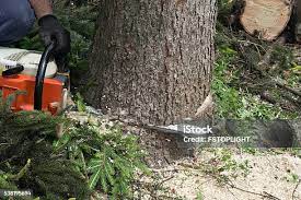 How Our Tree Care Process Works  in  Hopkinsville, KY