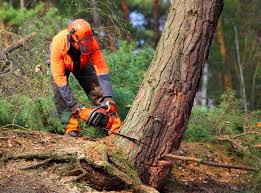 Best Utility Line Clearance  in Hopkinsville, KY