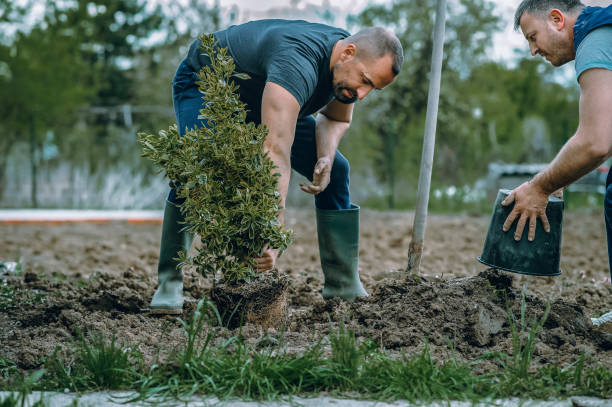 Best Pest Control for Lawns  in Hopkinsville, KY