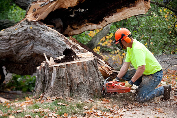 Best Tree Risk Assessment  in Hopkinsville, KY