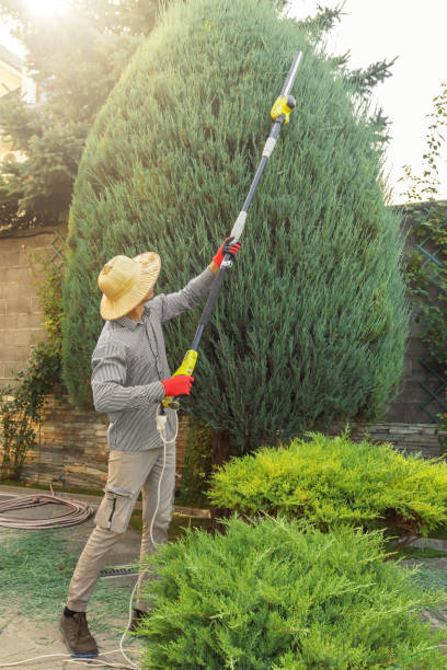 Best Tree Cabling and Bracing  in Hopkinsville, KY