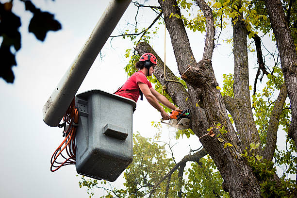 Best Tree and Shrub Care  in Hopkinsville, KY